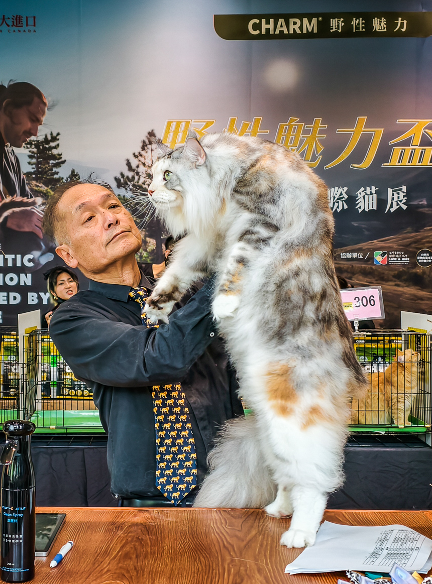 ▲邀請來自美國、法國、日本的專業國際評審團，為賽貓展演注入國際級規格。（圖/記者黃淑貞攝）