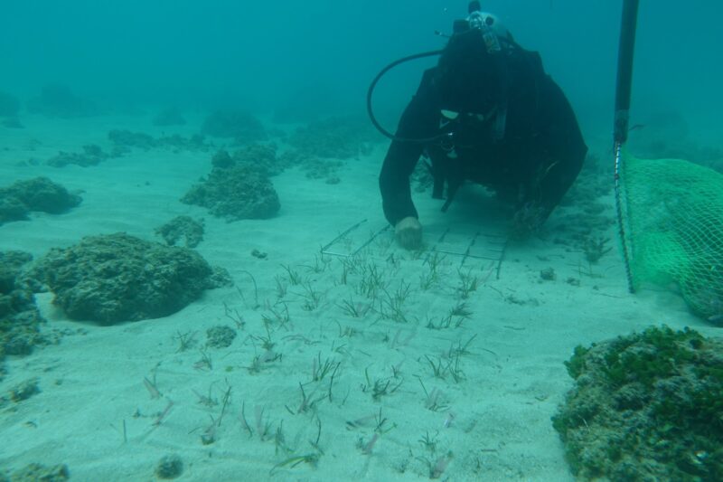 《海洋生物復育措施辦理原則及實施辦法》正式上路　建立制度化復育機制守護臺灣海洋生態