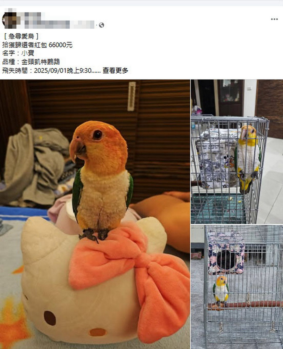 彰化市急尋愛鳥!金頭凱特鸚鵡「小寶」走失 懸賞6萬6千元 - https://www.watchmedia01.com