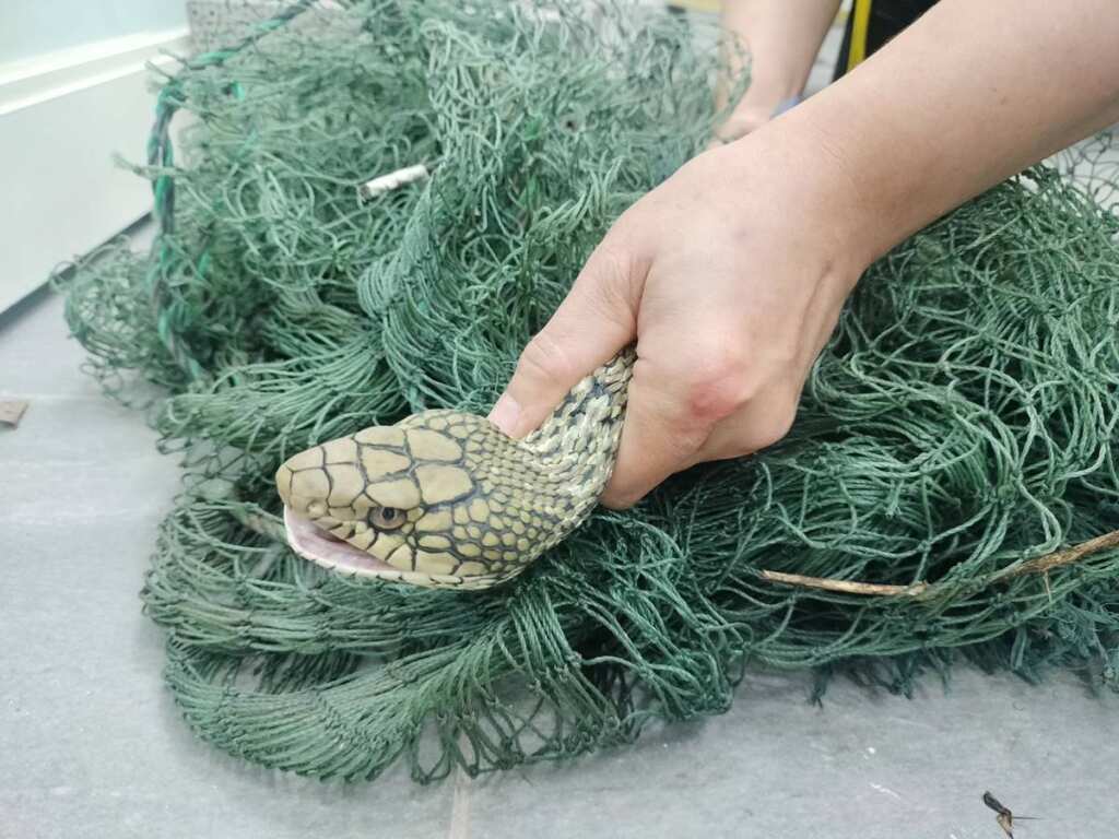 ▲臭青母遭魚網纏繞受困動彈不得。