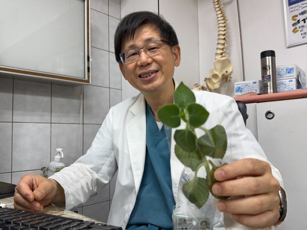 「左手香」別亂吃!7旬男子誤信網路稱吃左手香治喉嚨-卻釀大小便失禁