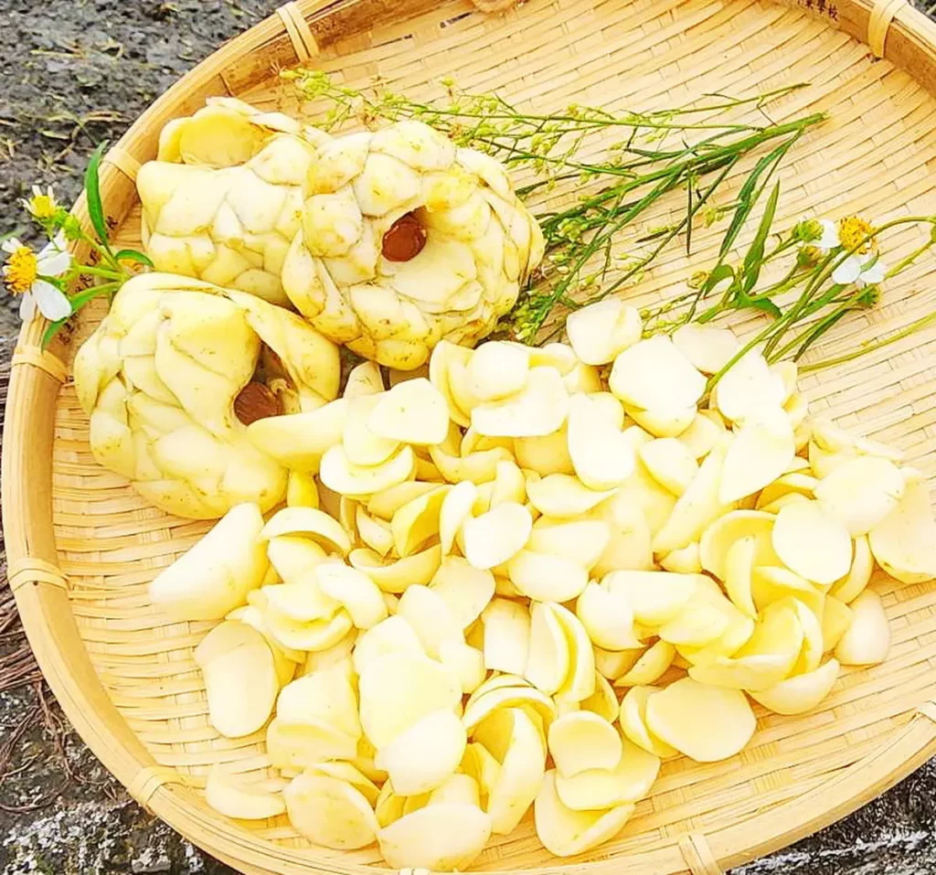 食用百合含球