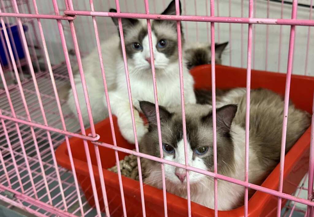 ▲貓扣留後已安全安置。