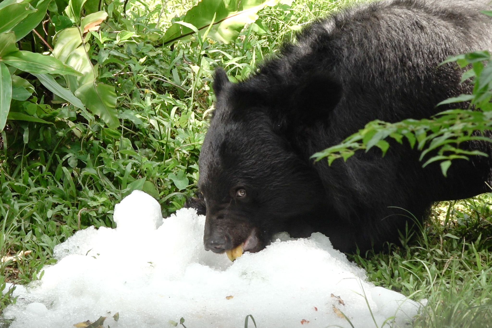 熱翻了!動物們也愛吃冰消暑 享受刨冰派對 保育員和實習生們把香蕉、蘋果、西瓜、鳳梨等水果埋在碎冰之中