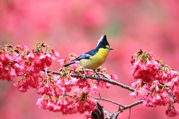 首屆「世界賞鳥博覽會」9/20-21台中登場 30餘國鳥友聚焦全球生態盛宴