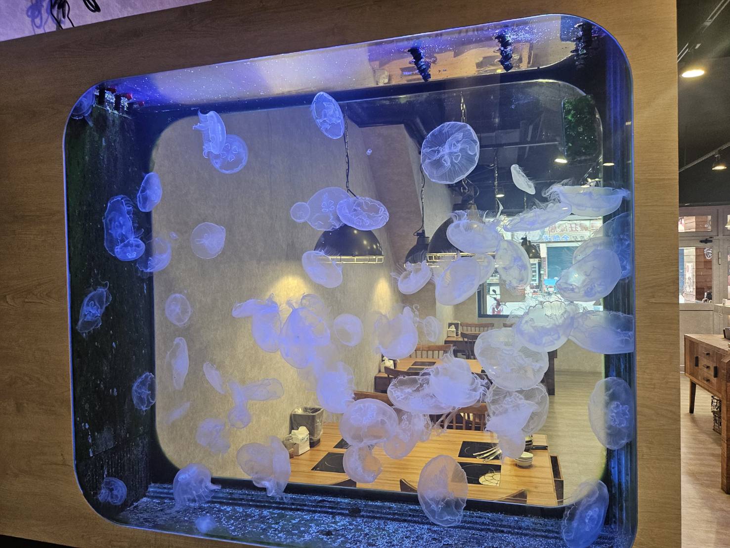 店內擺設水母缸,可愛的水母在燈光下悠然舞動,受到大小朋友喜愛。圖/海牧鍋物提供