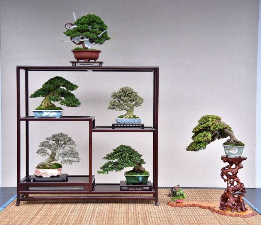 ▲數十年至百年以上的珍稀盆景展示。(台北市盆景協會提供)