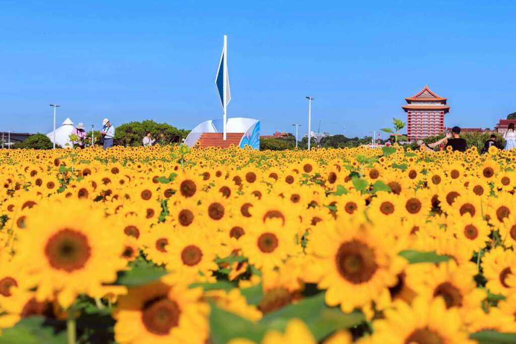 ▲這次花海主題為「穿梭花海,航向幸福」,因此設有「船型眺望台」。