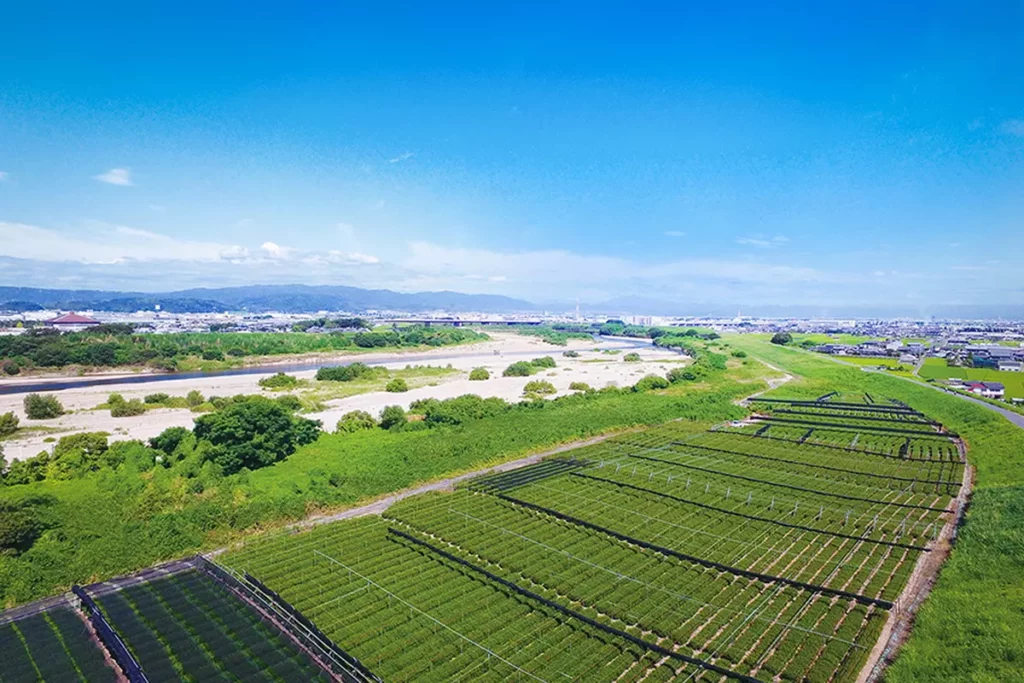 山城木津川沿岸的濱茶
