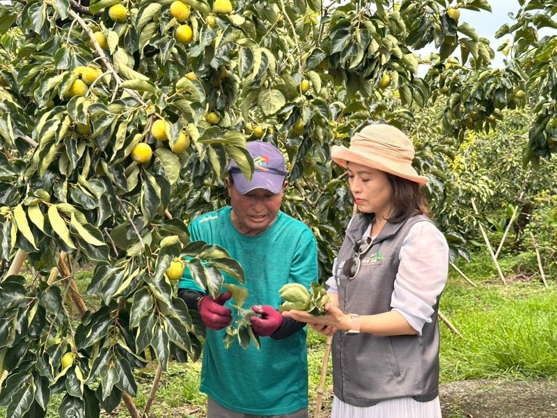 嘉義縣番路鄉農會保價收購啟動柿餅季 風災減產不減心