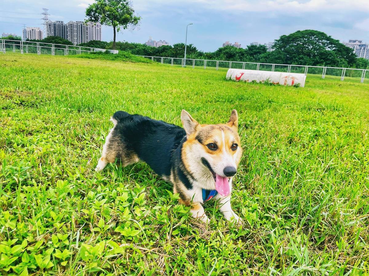 認養犬貓、毛孩健檢　臺北動保教育月系列活動熱烈報名中