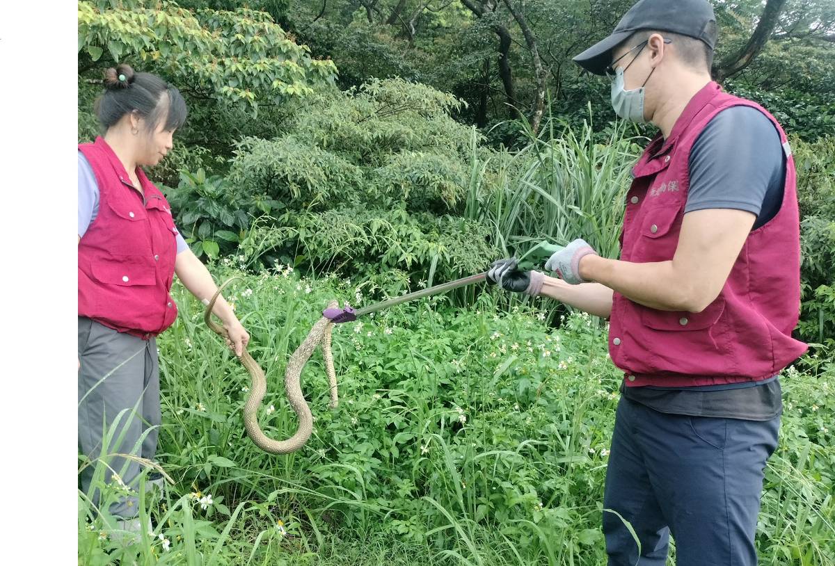 大型臭青母誤困農舍魚網 新北動保處迅速救援平安野放