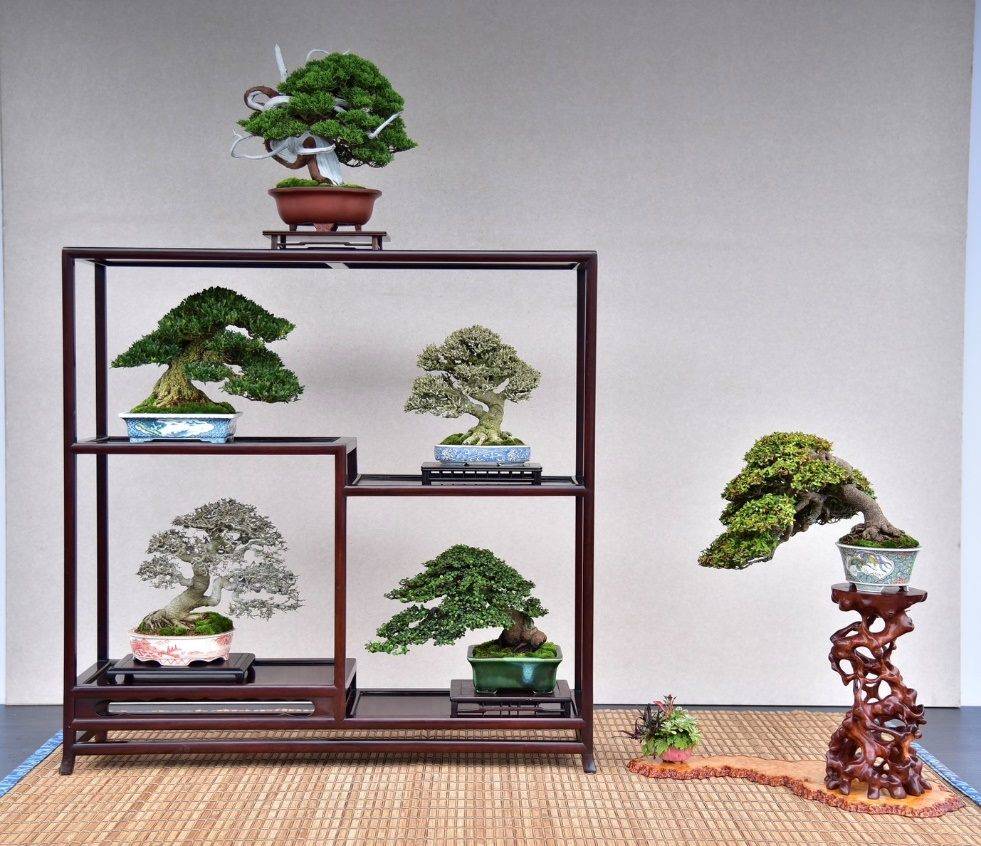 台北漢風盆景展連假登場　百年老樹展藝術之美