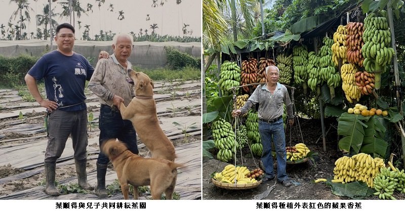 蕉農葉順得父子 多角化逆襲種植