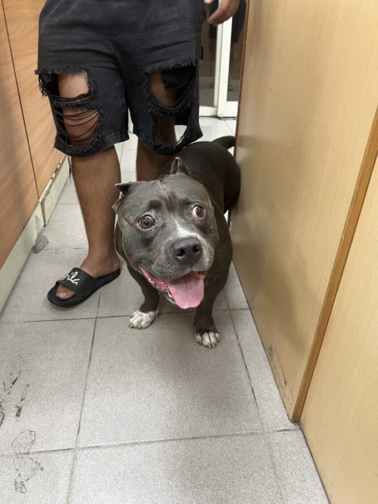 走失的惡霸犬。(圖/記者薛秀蓮 翻攝)