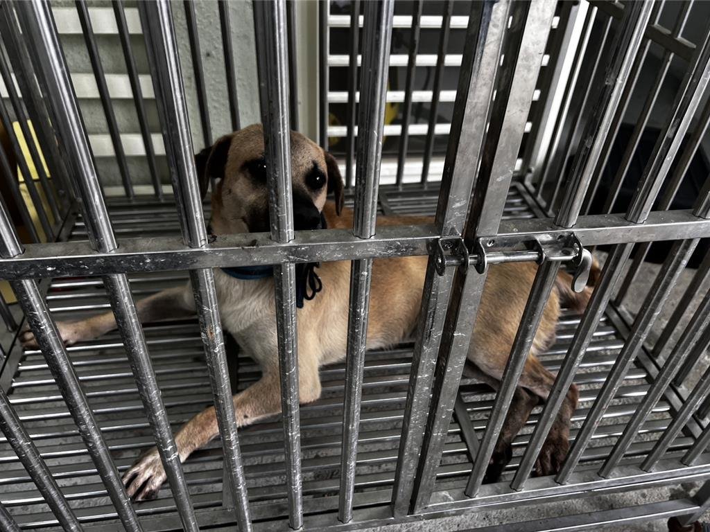 基隆郵差送信遭家犬咬斷指　動保所：列為攻擊性犬隻、將重罰飼主