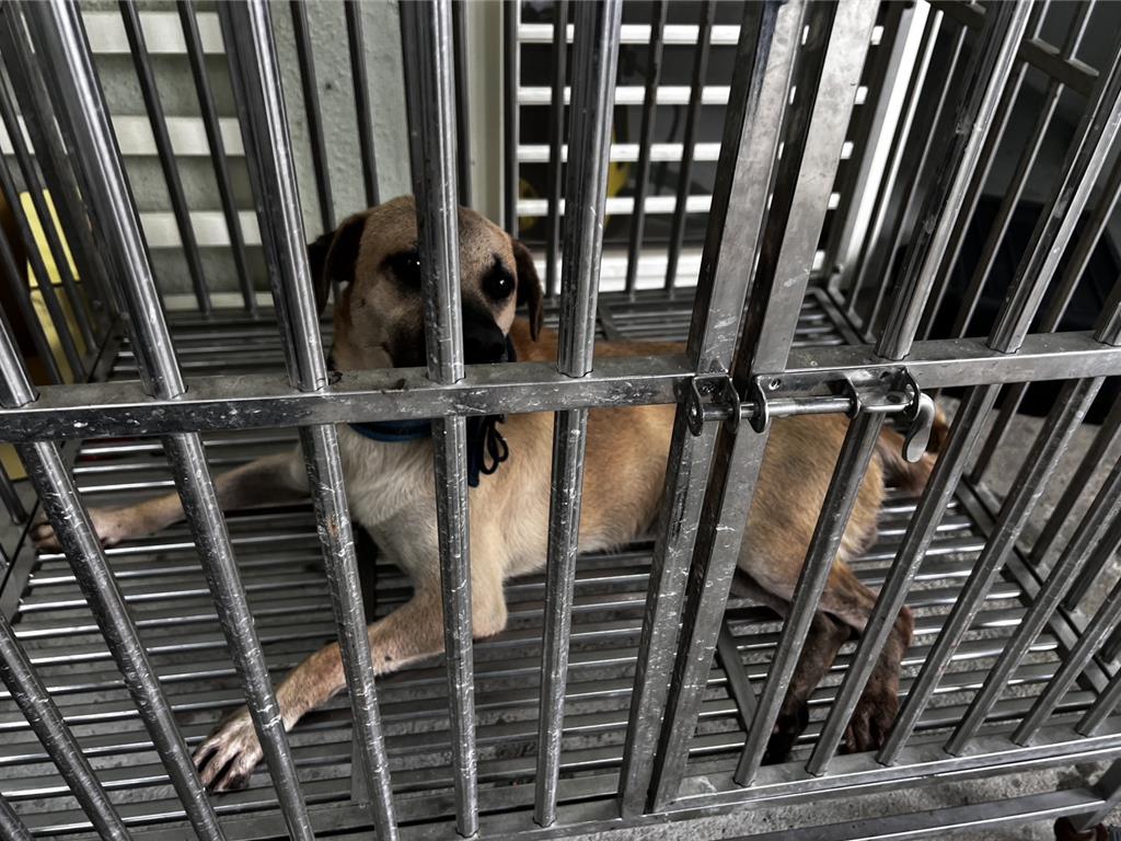 基隆市中正區立德路208巷1戶人家飼養的家犬攻擊郵差，將其右手無名指咬斷。