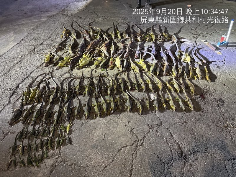 屏東縣啟動「護豆專案」 加強移除綠鬣蜥