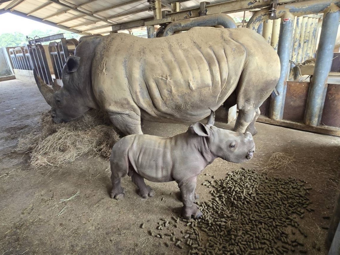 小犀牛「花枝丸」滿月亮相六福村動物園白犀牛寶寶「花枝丸」緊跟媽媽「阿花」身旁，好奇模樣萌翻，首度公開亮相。（圖/記者張家燁翻攝）
