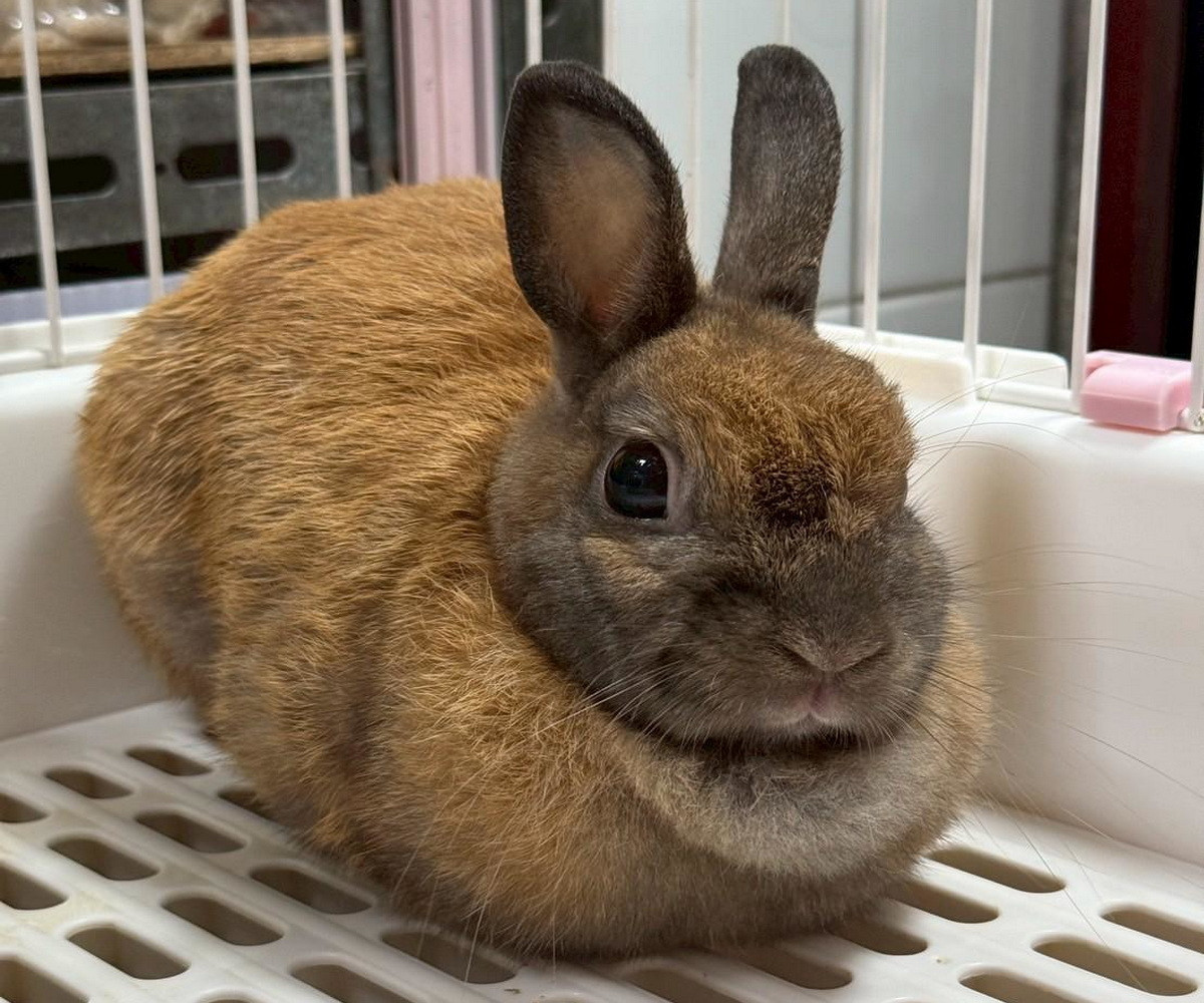 桃園市動保處第3季非犬貓特寵認養9/27開跑。<br /><br /> 