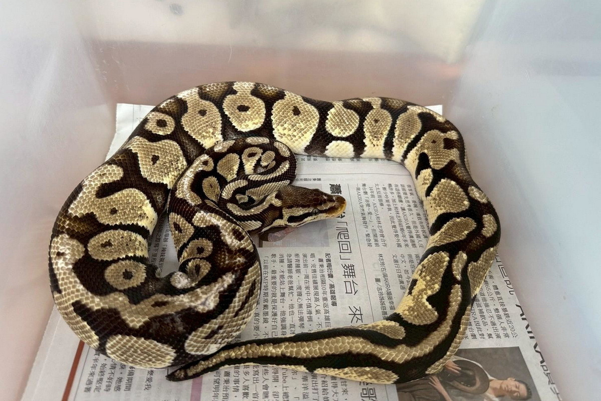 桃園市動保處第3季非犬貓特寵認養9/27開跑。<br /><br /> 