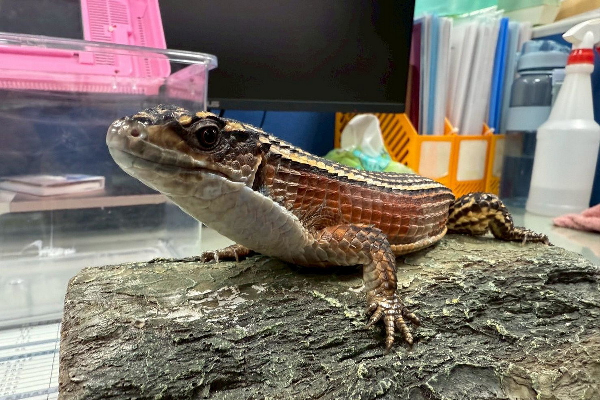 桃園市動保處第3季非犬貓特寵認養9/27開跑。<br /><br /> 