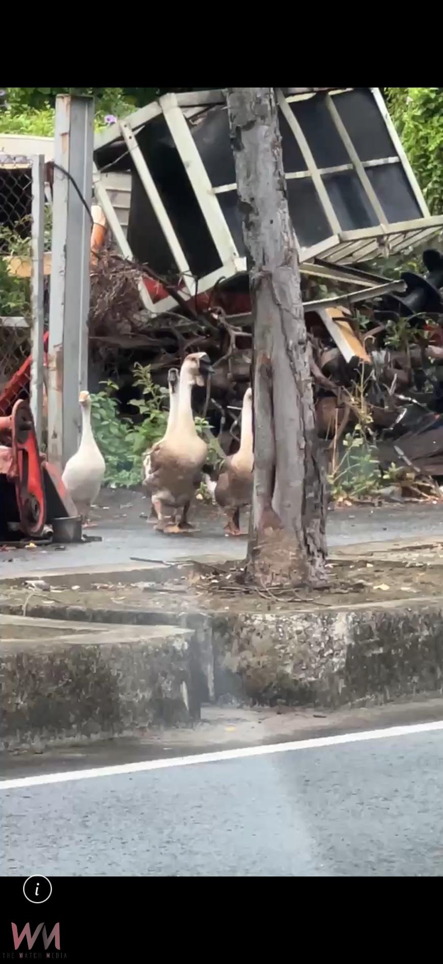 鵝「逛大街」!5隻鵝中華西路悠閒漫步 引路人圍觀 - https://www.watchmedia01.com