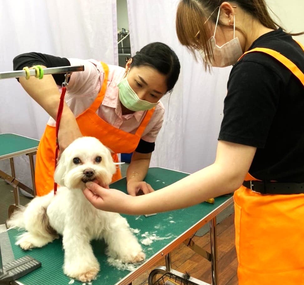 ▲高雄市動物保護處為竉物美容推廣定型化契約多方保障(記者 李堂安 翻攝)