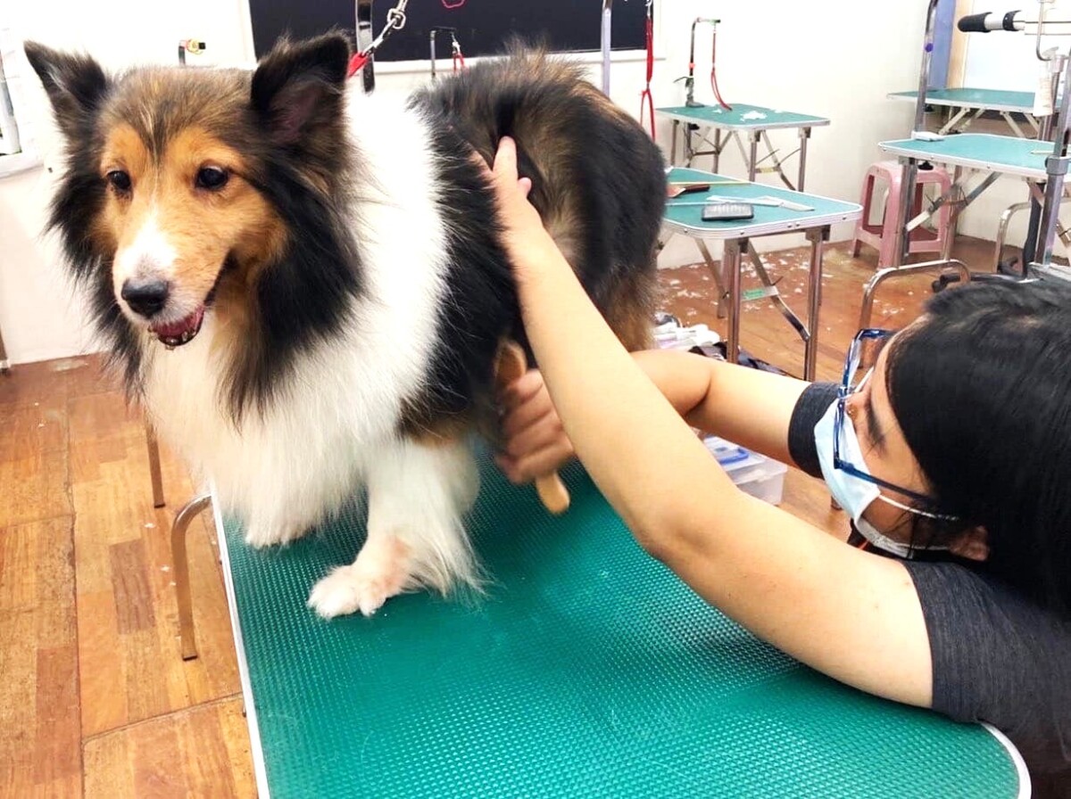 ▲保障消費者、業者和動物！貓狗美容依法要簽定型化契約，高市府10月起3場實體宣導會，速速來報名。
