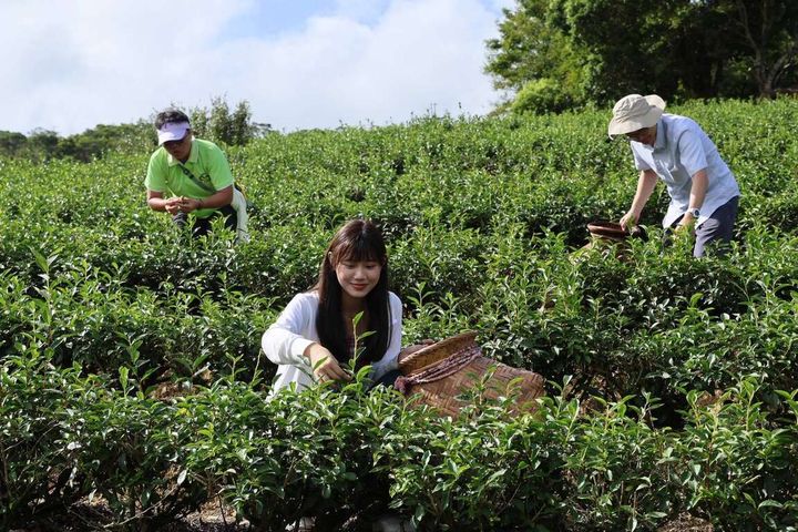 「新峯友茶」讓遊客也能體驗製茶，炒出專屬於自己的一杯好茶。　圖：新北市政府觀光旅遊局／提供