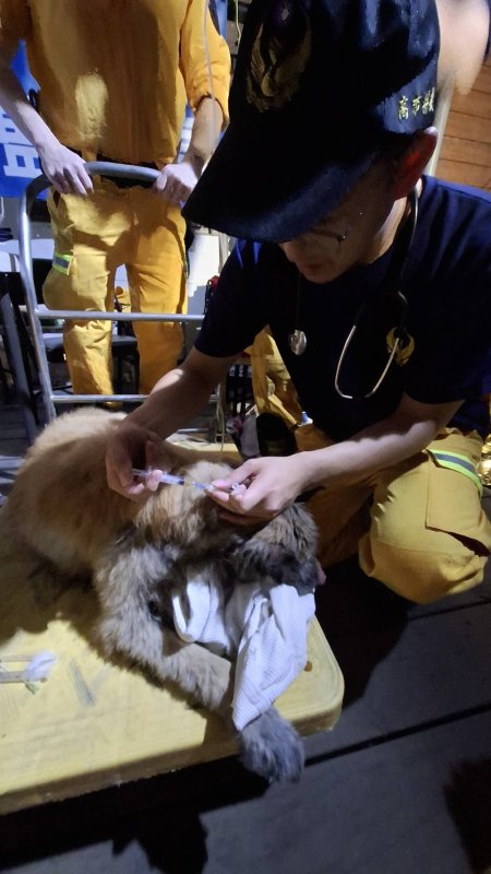 漾新聞|高市搜救隊救出泥濘犬隻 專業獸醫同步支援