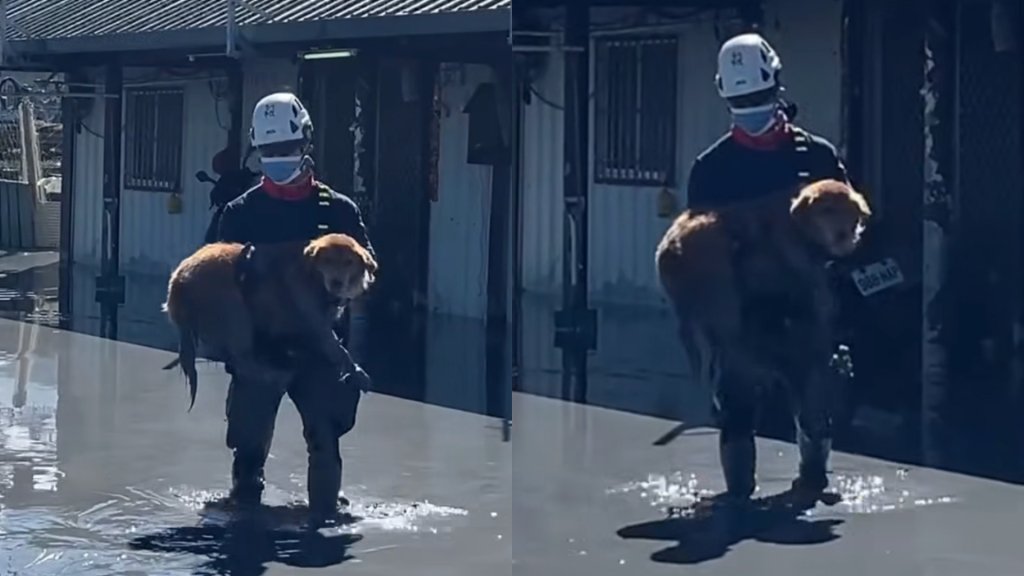 感動!高市特搜抱出「阿金」畫面曝 已救4人3犬