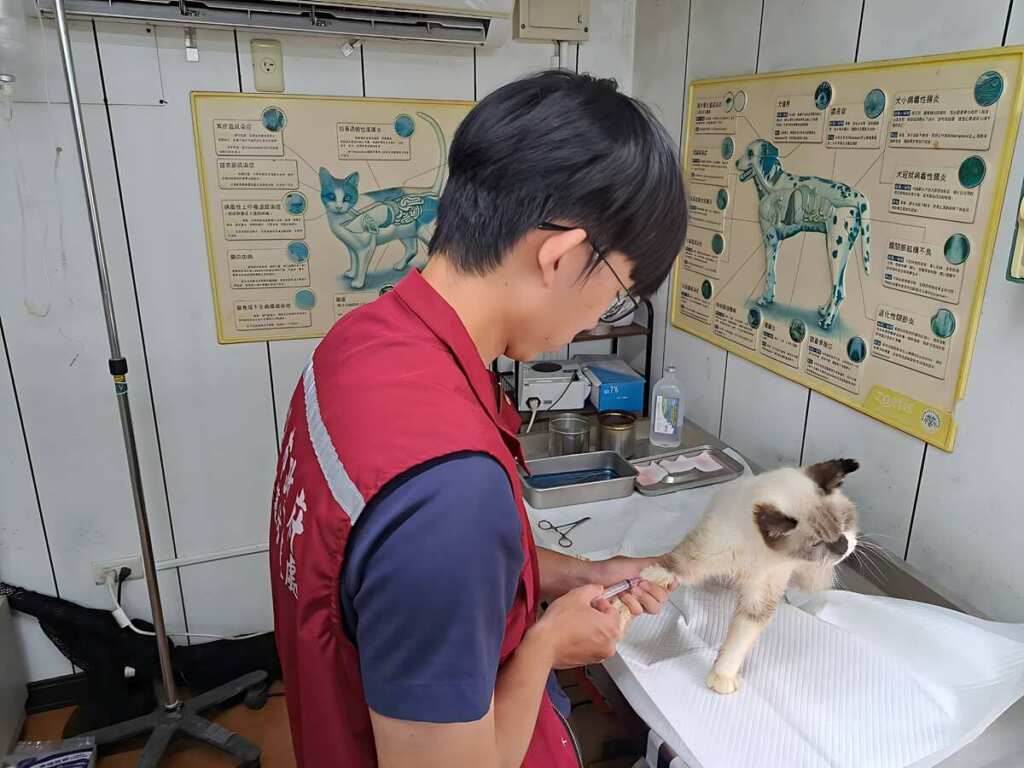 ▲年邁毛寶貝定期抽血檢查預防心臟疾病。