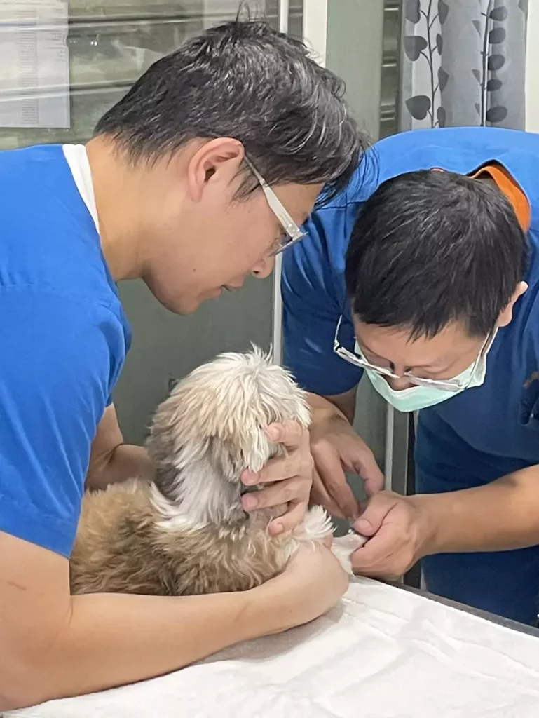 許傳忠獸醫師提醒:健檢習慣應自幼年建立,並隨生命階段調整內容,熟齡後更需依醫師建議增加頻率與項目。