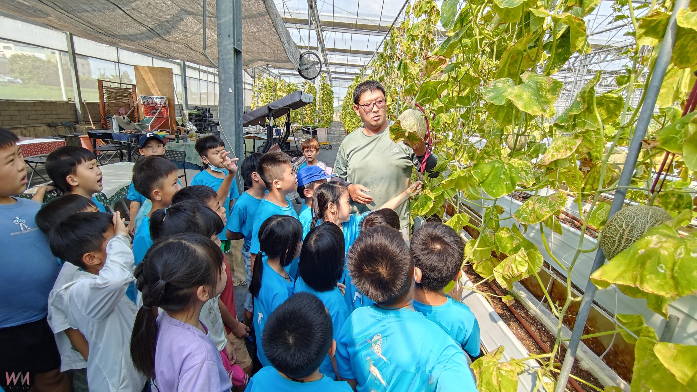 （有影片）／小手摘瓜！芬園文德國小學童親手採香瓜體驗食農教育