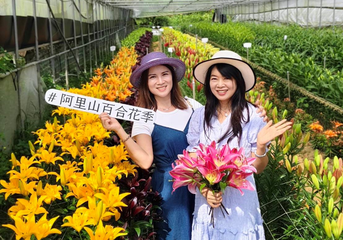 阿里山百合花季盛大登場 40種荷蘭新品種絢麗綻放 - https://www.watchmedia01.com