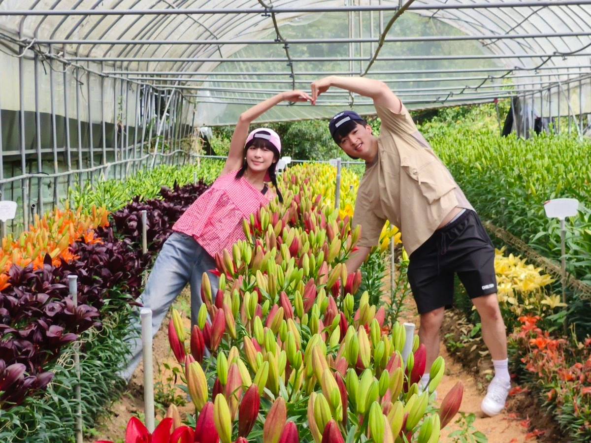 阿里山百合花季登場! 40種荷蘭新品種魅力綻放