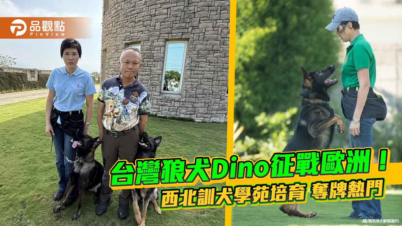 台灣狼犬Dino征戰歐洲!西北訓犬學苑培育 奪牌熱門