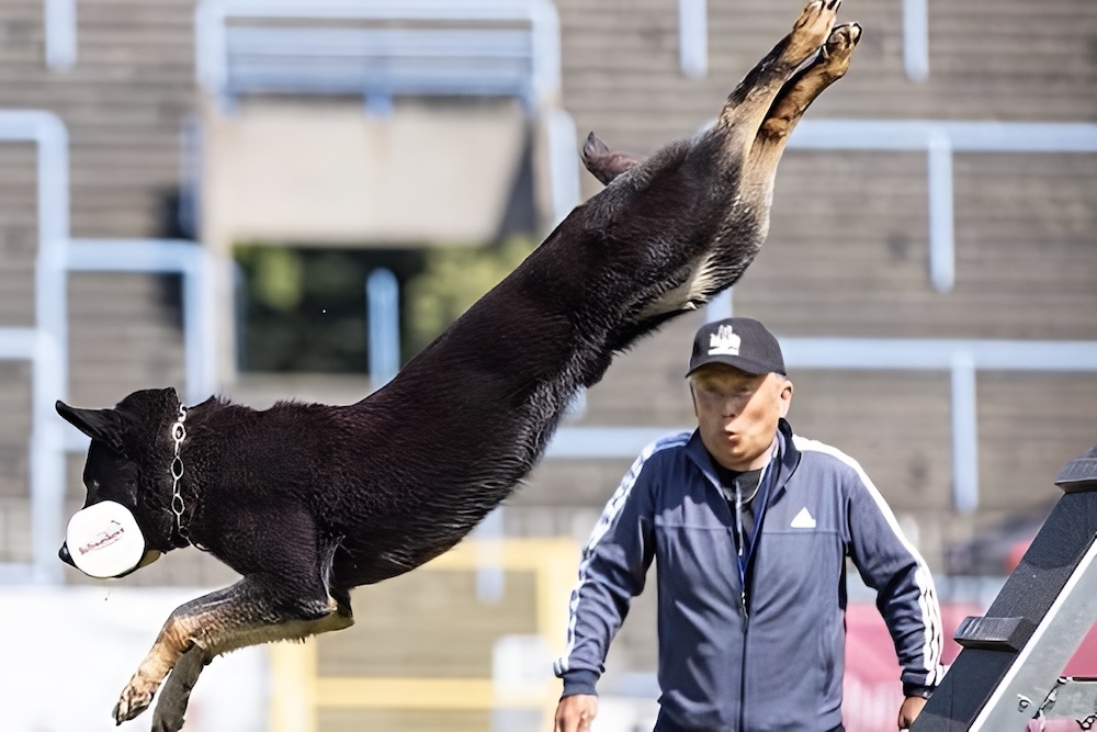 訓犬成績國內外有目共睹 西北訓犬學苑夫妻檔訓練師深獲肯定 220 cnews124251002a20