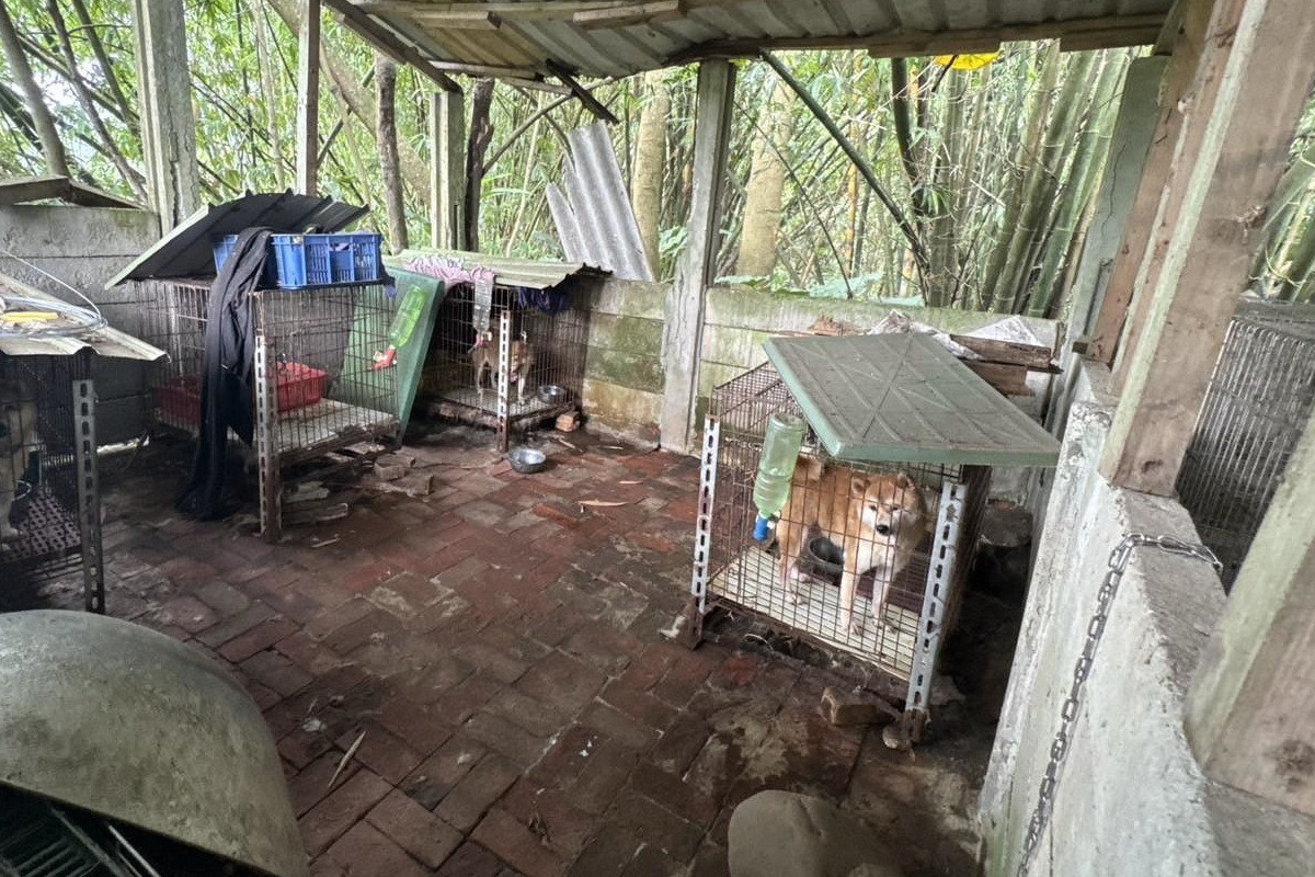 桃市動保處破獲非法犬繁殖場,37隻品種犬全數沒入。