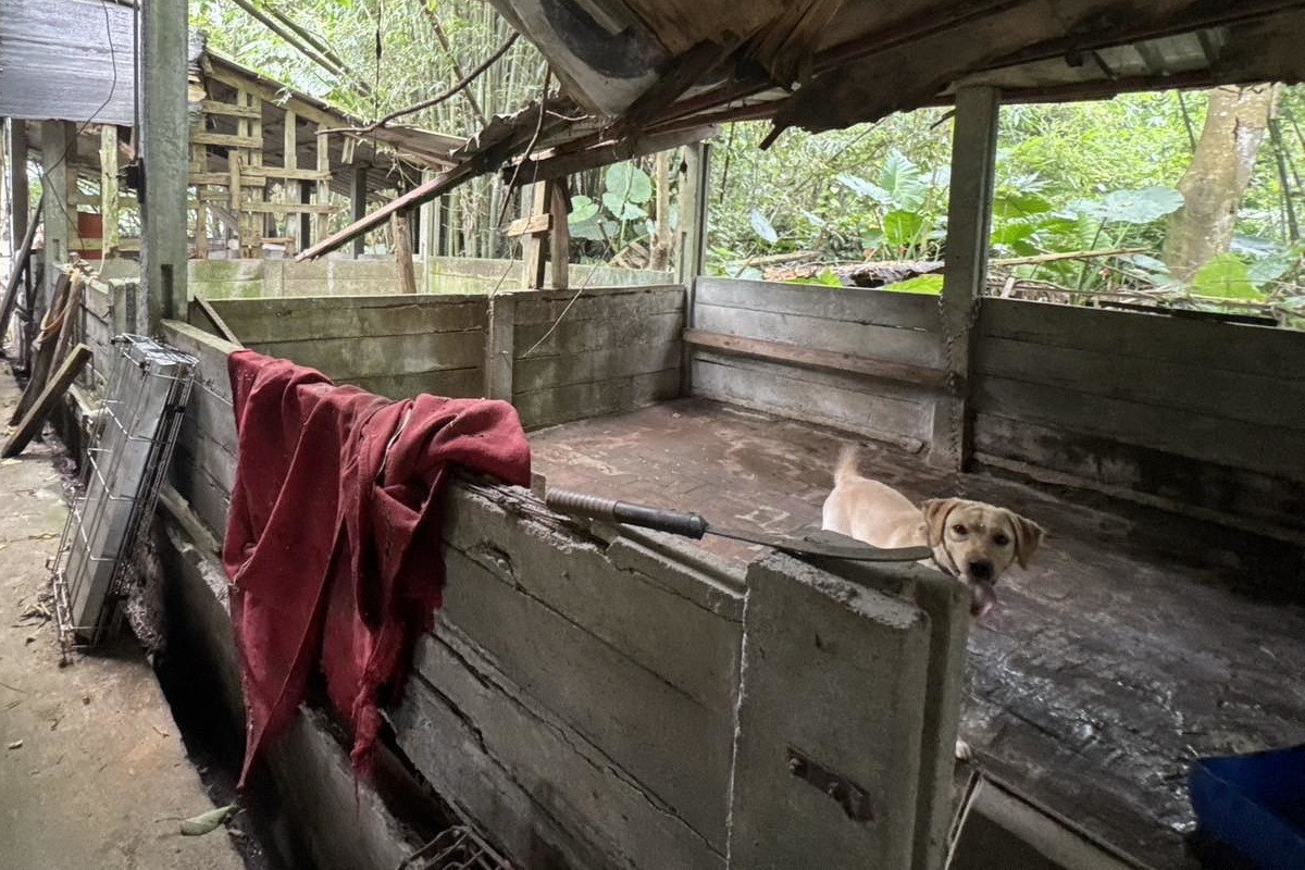 桃市動保處破獲非法犬繁殖場,37隻品種犬全數沒入。