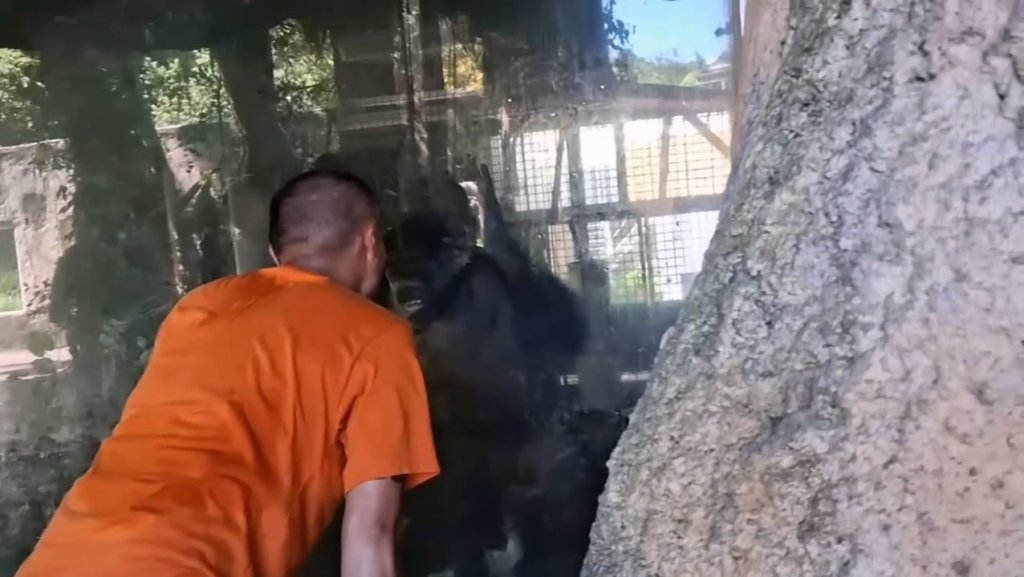 影/動物園遊客面對面大吼挑釁黑猩猩 黑猩猩怒拍玻璃反擊!目擊者:這樣超危險
