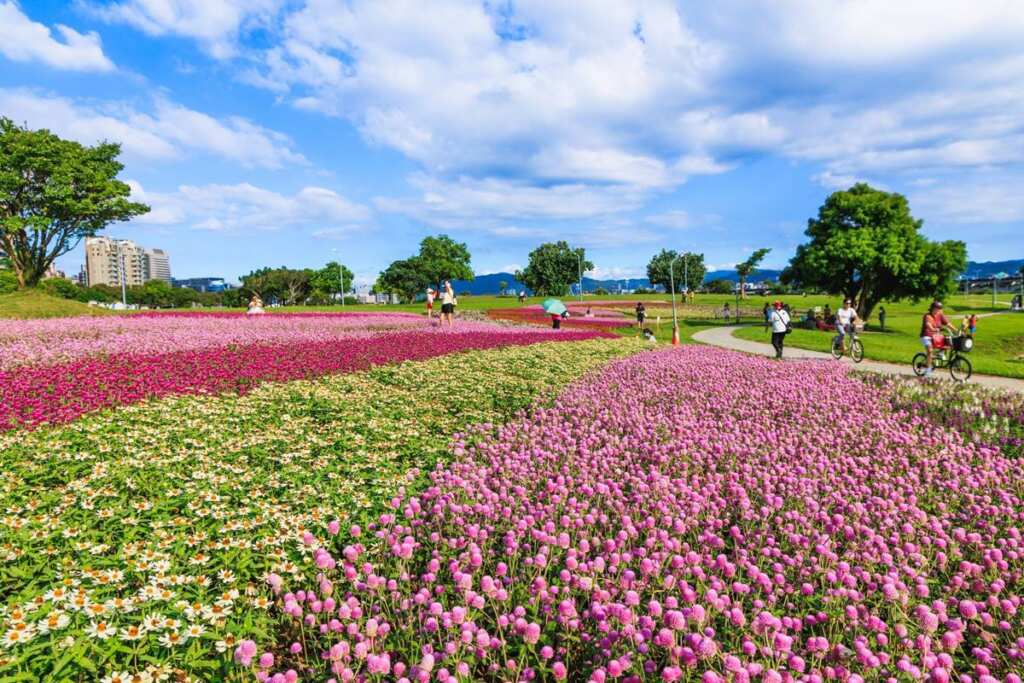 ▲中秋連假好去處,就在北市美堤河濱公園! 自然親水灣旁,北市水利處營造了「野花系五彩繽紛花毯」,尤其是雙色的圓仔花毯現正美麗盛開中。