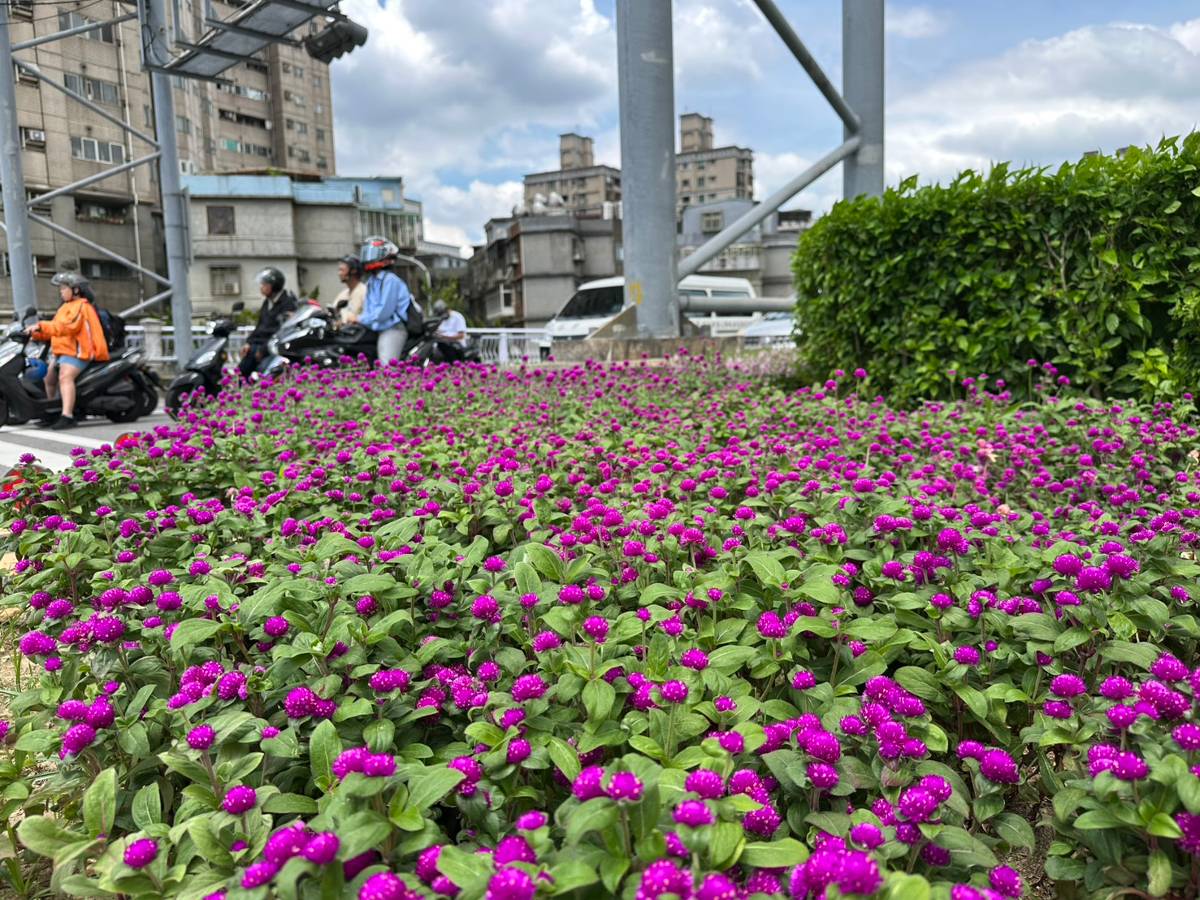 新北景觀處換季植栽 道路綠帶展現秋日新景