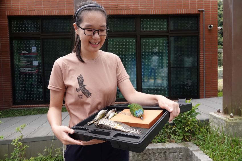 喜迎世界動物日百周年 新北打造全國首座防鳥窗殺綠建築 3 《圖說》野鳥撞玻璃回報社團版主謝季恆說明五色鳥撞玻璃情況。〈動保處提供〉