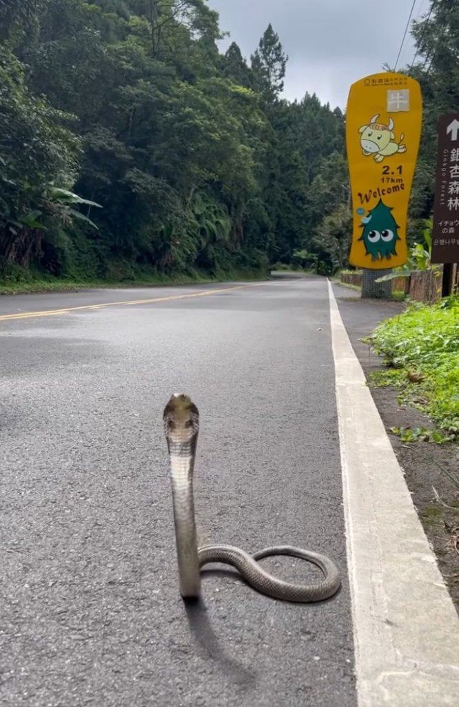 杉林溪驚見眼鏡蛇「抬頭迎賓」!遊客嚇傻:比路標更顯眼的地標