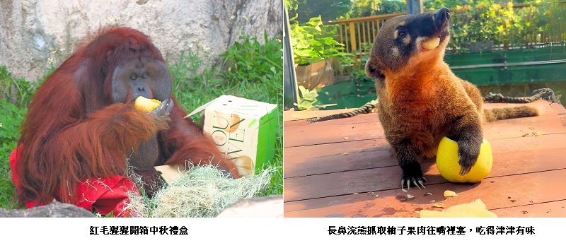 壽山動物園「柚」見中秋 動物秒變吃貨直播主