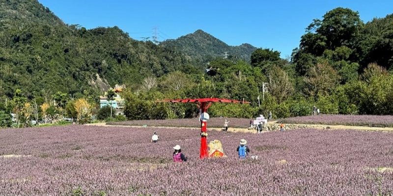2025年苗栗獅潭鄉仙草花節地景藝術票選開跑 投票就有機會抽好禮