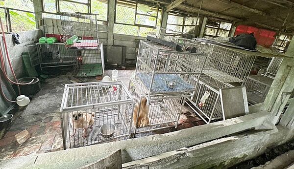 舊豬舍非法繁殖名犬販售 桃園動保處拯救37毛孩脫困 246 舊豬舍非法繁殖名犬販售 桃園動保處拯救37毛孩脫困 245