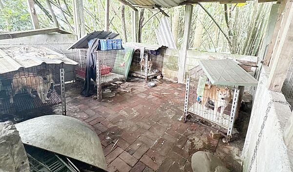 舊豬舍非法繁殖名犬販售 桃園動保處拯救37毛孩脫困 248 舊豬舍非法繁殖名犬販售 桃園動保處拯救37毛孩脫困 247